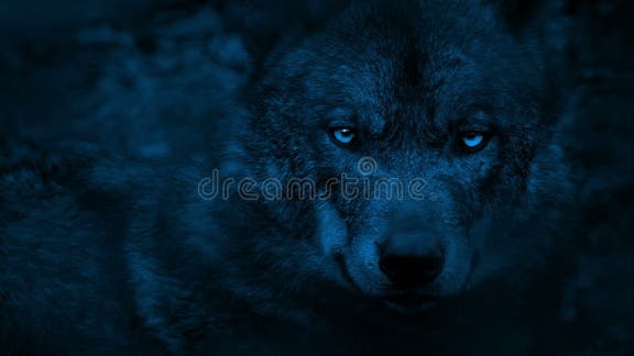 wolf eyes in the dark hd