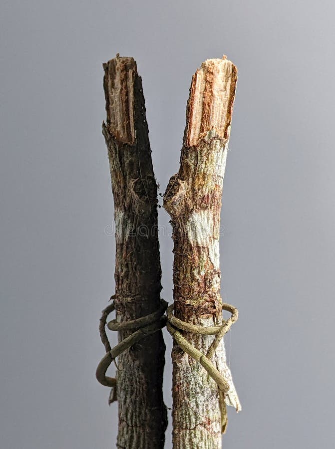 Closeup wooden and dry plant with reflection stock photo