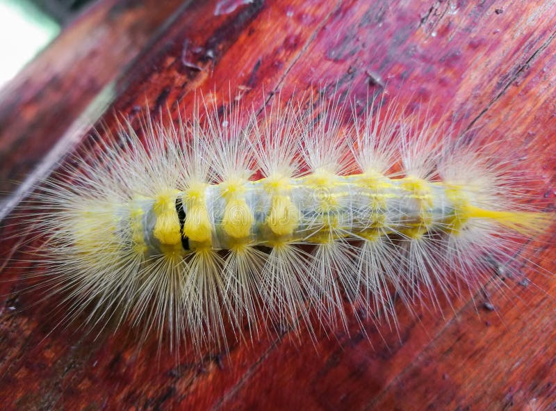 Closeup of the Yellow Caterpillar Stock Image Image of macro