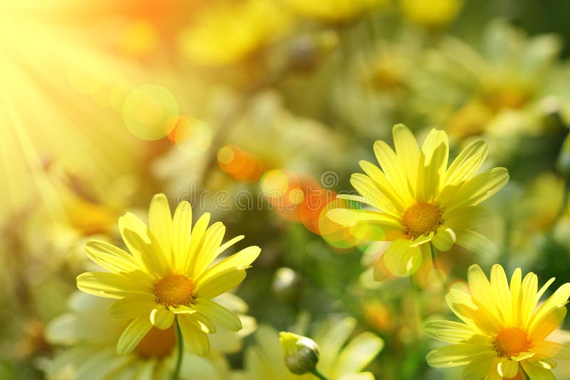 Yellow daisies stock photo. Image of clouds, country, ground 983194