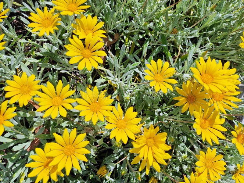 Closeup of a Yellow Daisy Flower Bush in Bloom Stock Image Image of