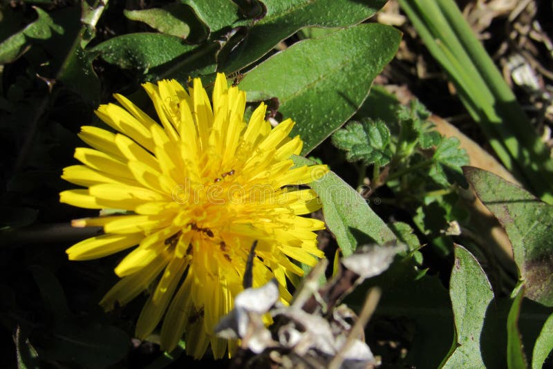 Closeup of yellow Dandelion with a few ants in Morning Sun. Overhead shot of a yellow dandelion with a few ants crawling around it in direct morning sun royalty free stock photography Closeup of yellow Dandelion with a few ants in Morning Sun. Overhead shot of a yellow dandelion with a few ants crawling around it in direct morning sun royalty free stock photography