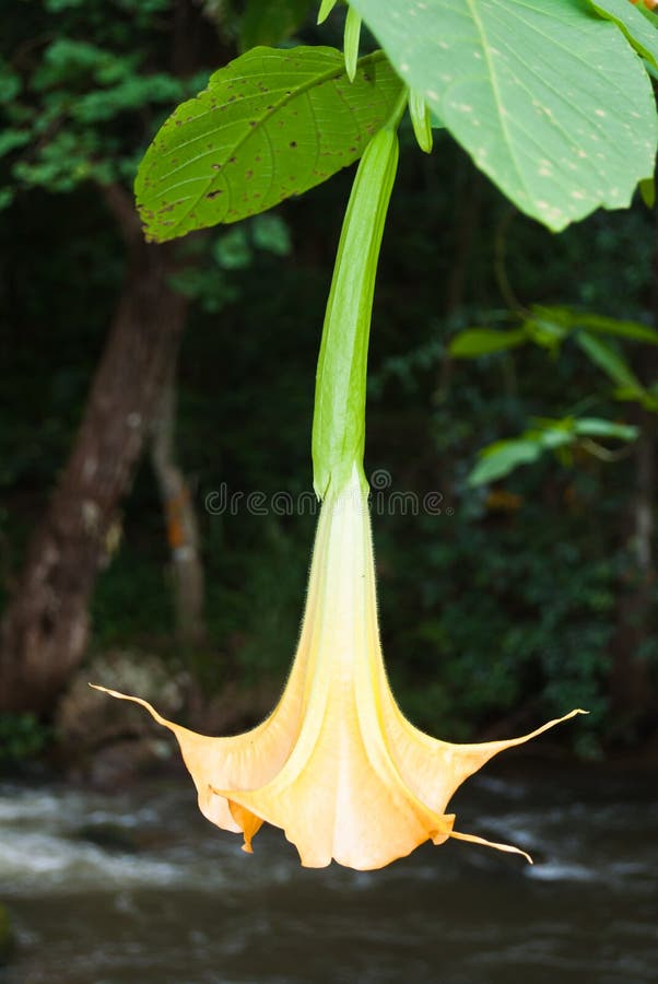 Closeup yellow datura flower. royalty free stock photography