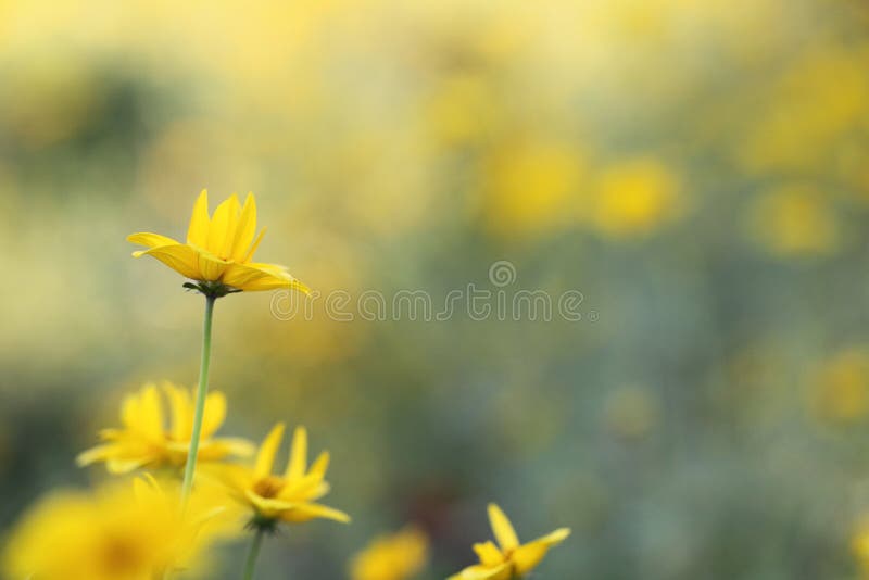Yellow flowers in Spring stock image. Image of floral - 141554315