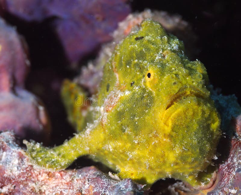 Closeup of a yellow longlure frogfish on a purple sponge, Bonaire, Dutch Antilles.