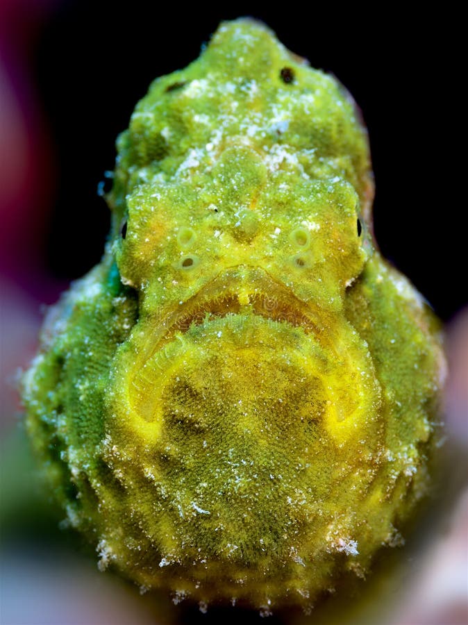 Closeup of a Yellow Longlure Frogfish on a Purple Sponge, Bonaire ...