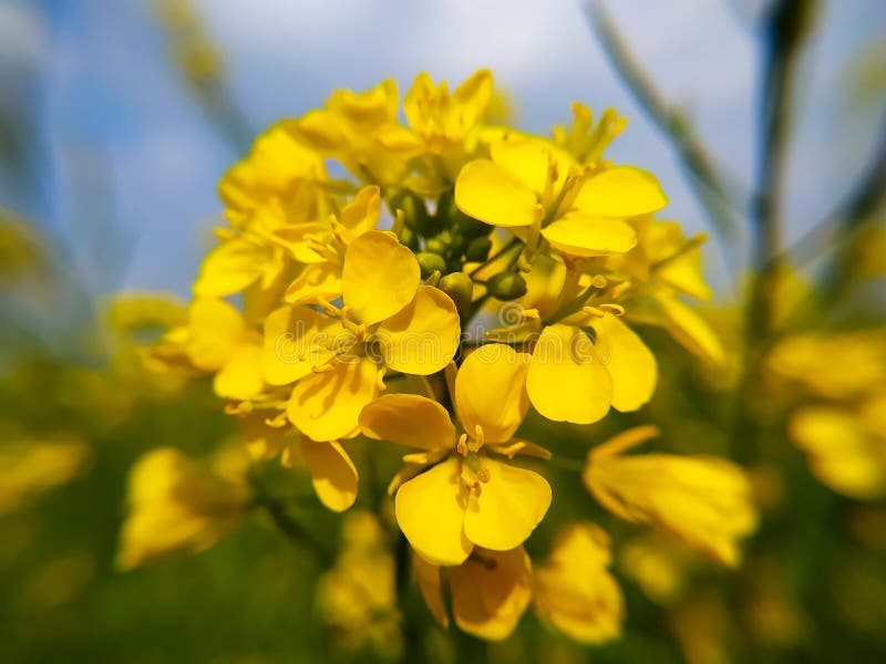 Closeup of Yellow Mustard Flowers Stock Photo Image of farm, blue