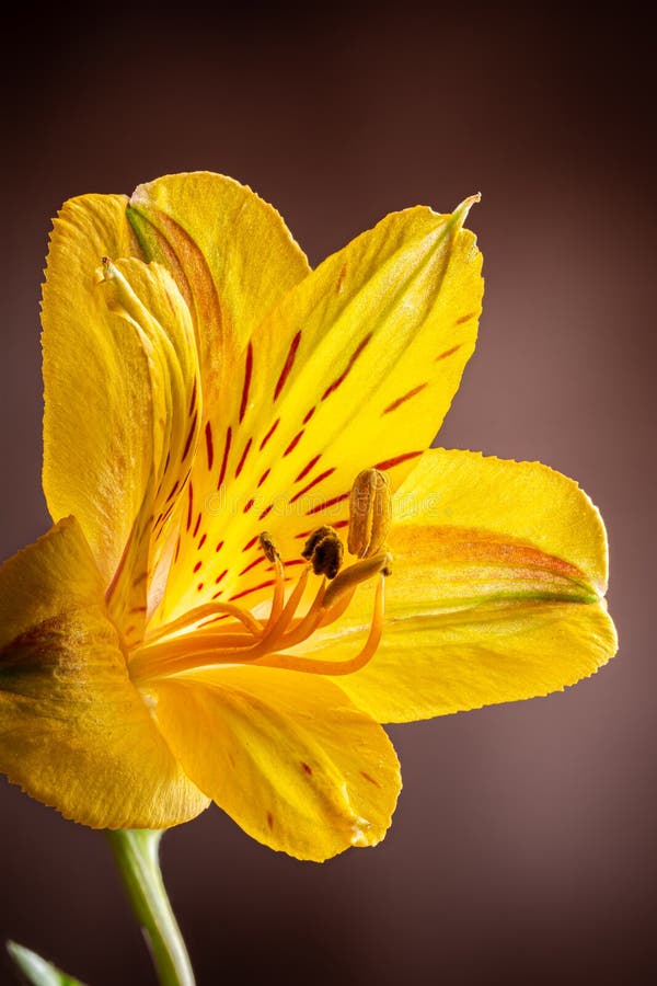 Closeup of a Yellow Peruvian Lily