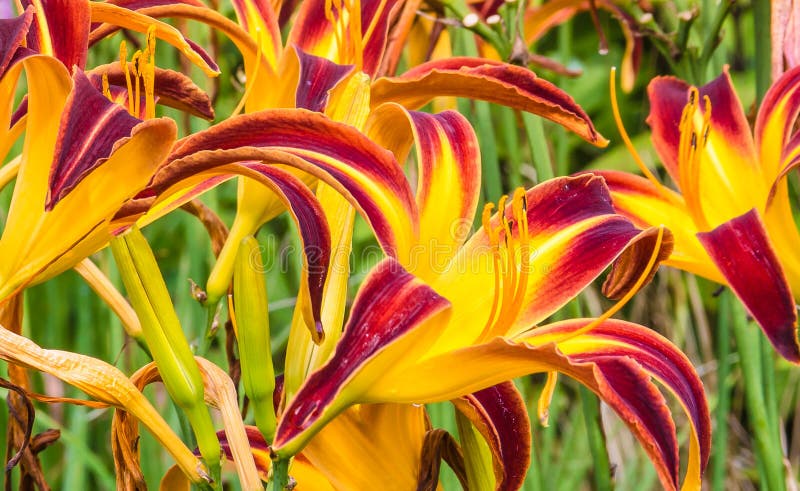 Closeup of Yellow and Red Tiger Lilies