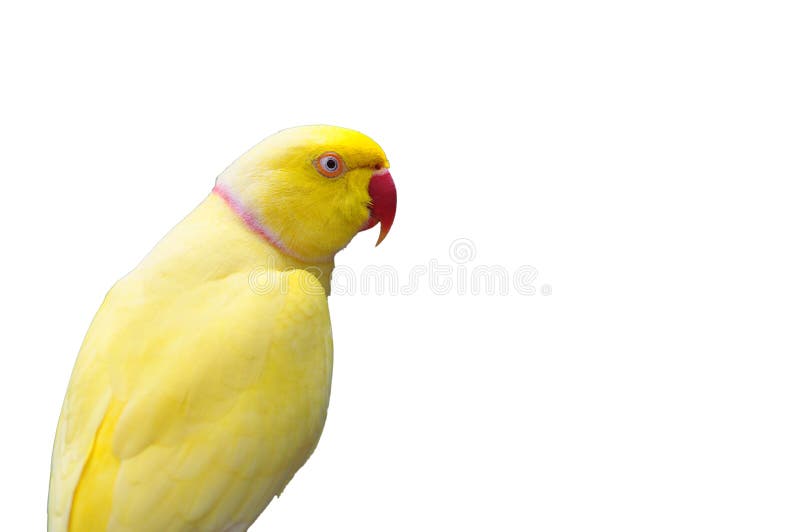 Closeup Yellow Ring-neck parrot