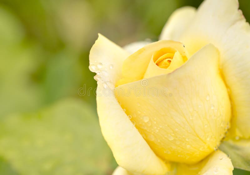 Yellow Rose Photography Greeting Card - Premium Quality Flower Card For All Occasions