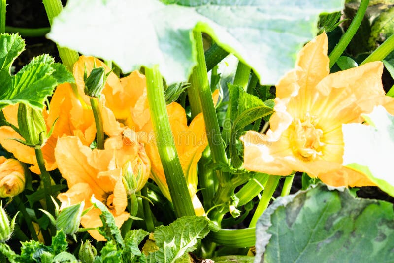 Closeup of a Yellow Zucchini Flower. Pumpkin Flower Growing on the