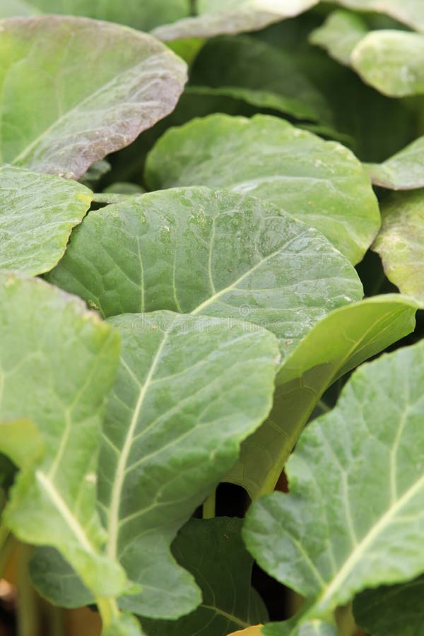 Closeup of Young Broccoli Seedling Leaves in Spring Stock Photo Image
