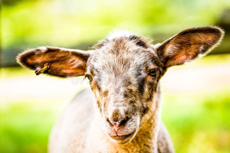 Closeup of a young goat looking at the camera. stock images