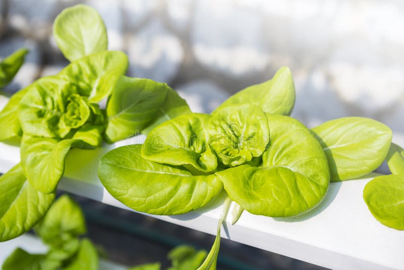 Closeup young green lettuce growin in water hydroponic system new gariculture system organice vegeatable farming outdoor day light