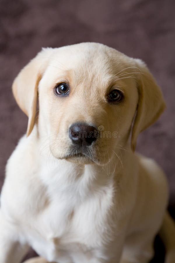 Closeup of Young Labrador Puppy