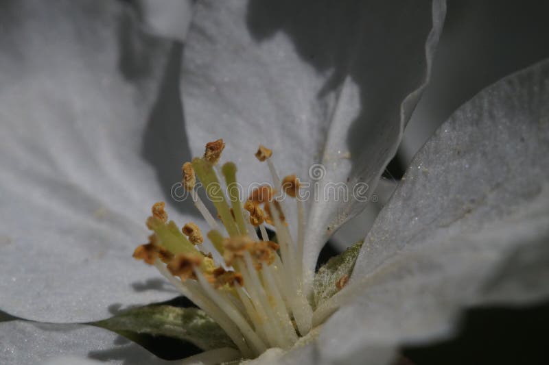 closeup À l'intérieur de la fleur de pommier Dans la zone des stamens, des pistils et du pollen d'acuité image stock closeup À l'intérieur de la fleur de pommier Dans la zone des stamens, des pistils et du pollen d'acuité image stock