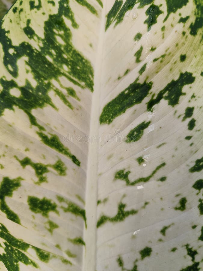 Closeup étonnant d'une feuille végétale variée présentant des motifs verts et blancs éclatants. images stock