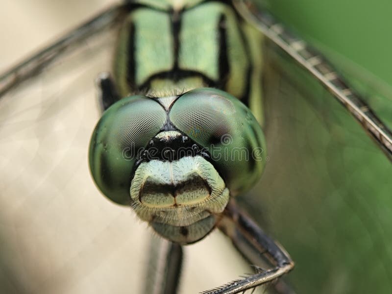 Closeup étonnant d'une tête de libellules vertes mettant en évidence ses grands yeux composés et des détails complexes. image libre de droits