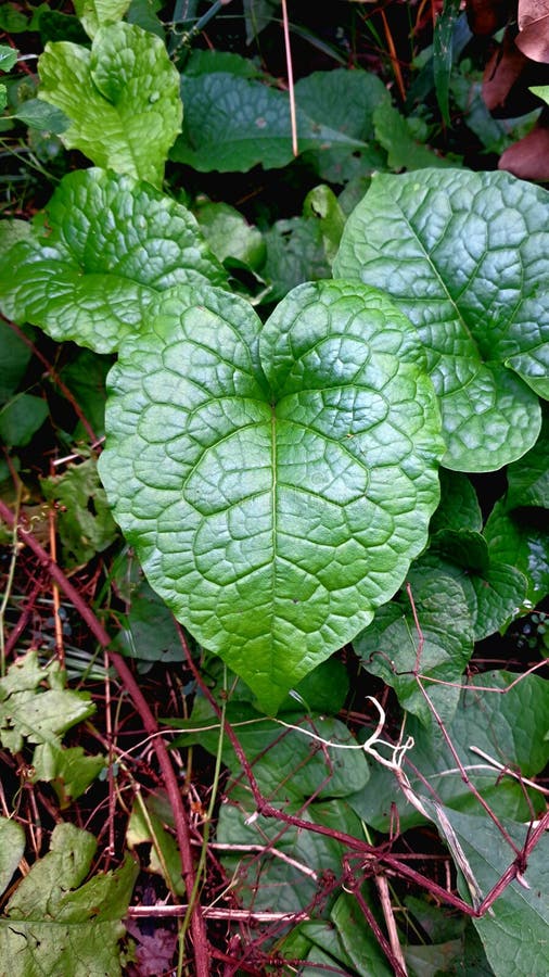 Closeup étonnant du feuillage de Brunnera macrophylla. Feuilles vertes et vertes avec veinures complexes. image stock