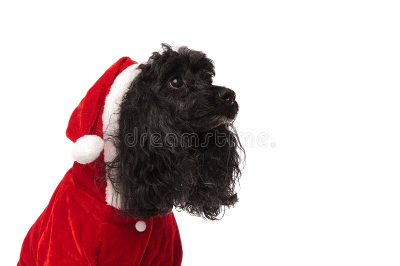 Closeupbild av en svart pudel som bär den Santa Claus dräkten fotografering för bildbyråer Closeupbild av en svart pudel som bär den Santa Claus dräkten fotografering för bildbyråer