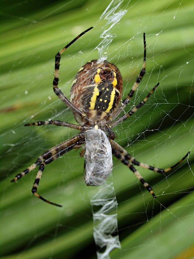 Closeupen av en gul randig getingspindel i dess spindel förtjänar arkivfoto Closeupen av en gul randig getingspindel i dess spindel förtjänar arkivfoto