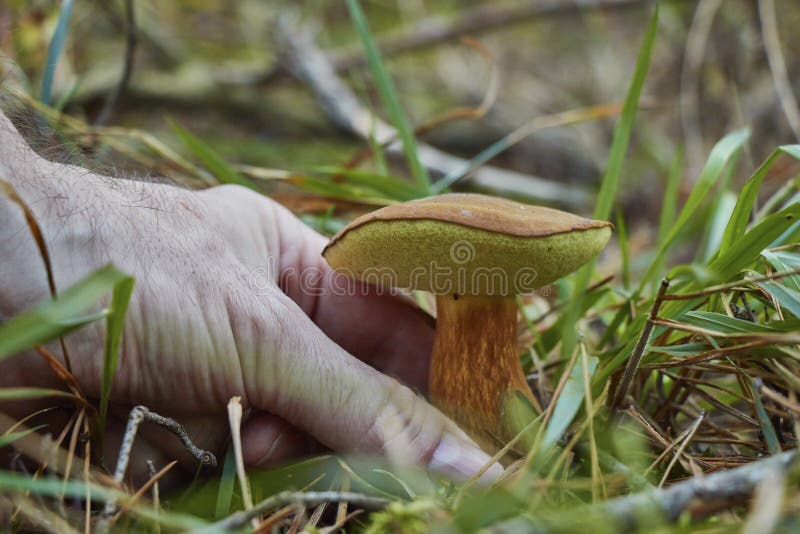 Closeupen av en hand som väljer ett härligt brunt, sörjer soppchampinjonen arkivbild