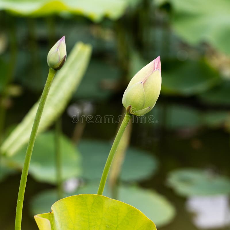 Closeupen av lotusblomma slår ut och sidor över vatten på dagsljus royaltyfri fotografi Closeupen av lotusblomma slår ut och sidor över vatten på dagsljus royaltyfri fotografi