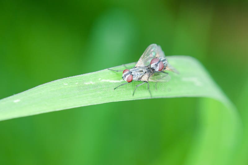 Closeupen flyger royaltyfri fotografi Closeupen flyger royaltyfri fotografi