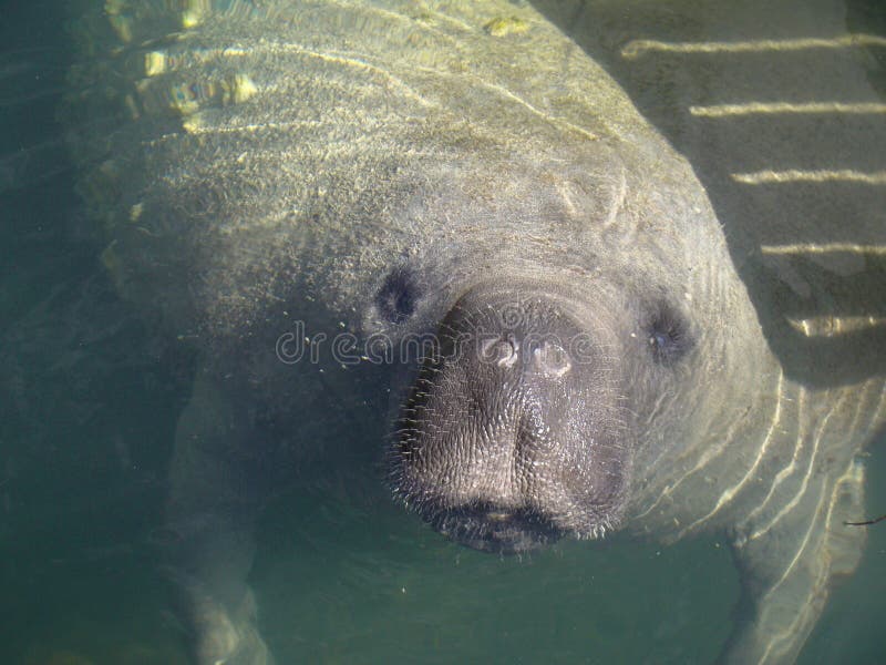 closeupflorida manatee royaltyfria bilder closeupflorida manatee royaltyfria bilder