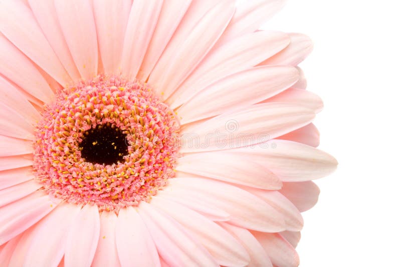 Closeupgerberapink royaltyfria bilder