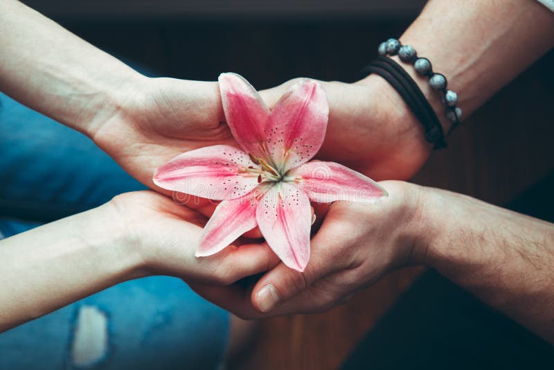 Closeuphänder av den hållande rosa röda blommaliljan för man och för kvinna tillsammans, sikt från överkant över royaltyfria bilder Closeuphänder av den hållande rosa röda blommaliljan för man och för kvinna tillsammans, sikt från överkant över royaltyfria bilder