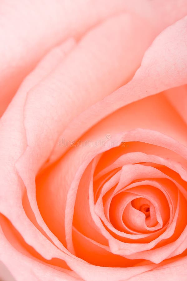 Closeupmakropinken steg royaltyfri bild