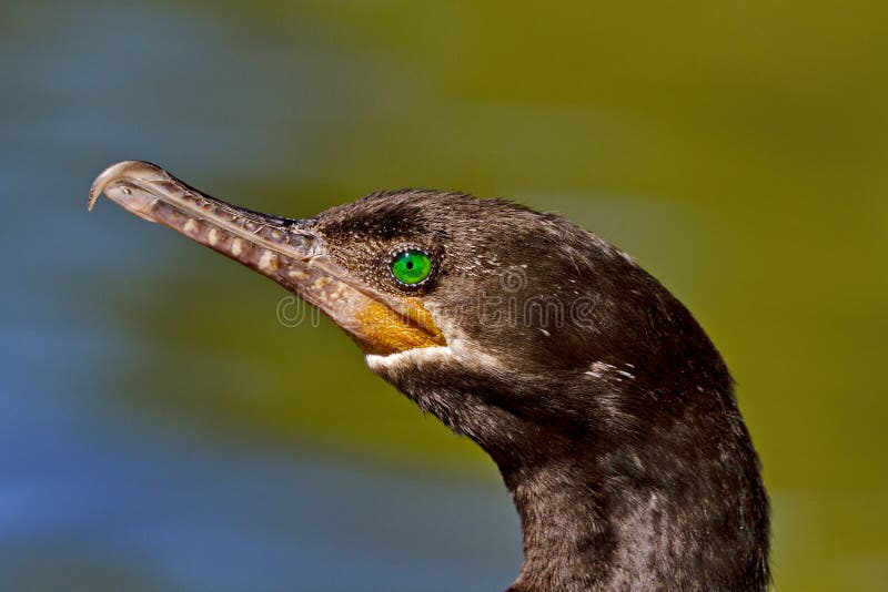 Closeupprofilstående av kormoran arkivbild Closeupprofilstående av kormoran arkivbild
