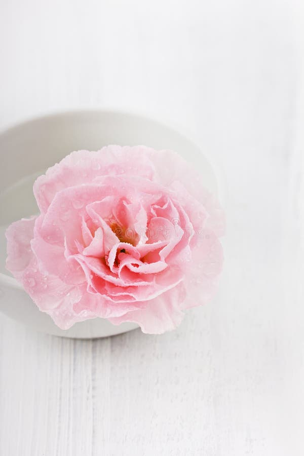 Closeuprosa färgblomma i vattendroppar royaltyfri bild