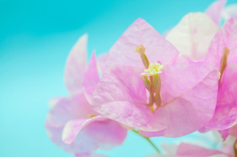Closeuprosa färgen blommar på blå bakgrund royaltyfri fotografi