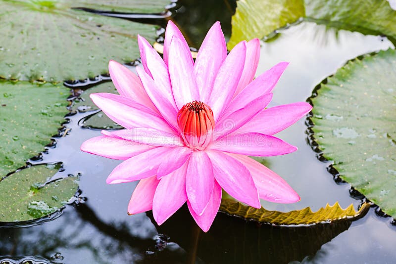 Closeuprosa färger waterlily eller lotusblommablomma arkivbild