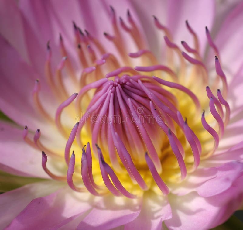 Closeuprosa färglotusblomma arkivfoto