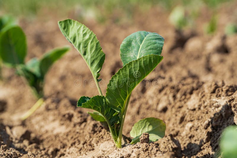 Closeup of green cabbage sprouts planted in neat rows. Green young cabbage plants growing from the soil. Closeup of green cabbage sprouts planted in neat rows. Green young cabbage plants growing from the soil.