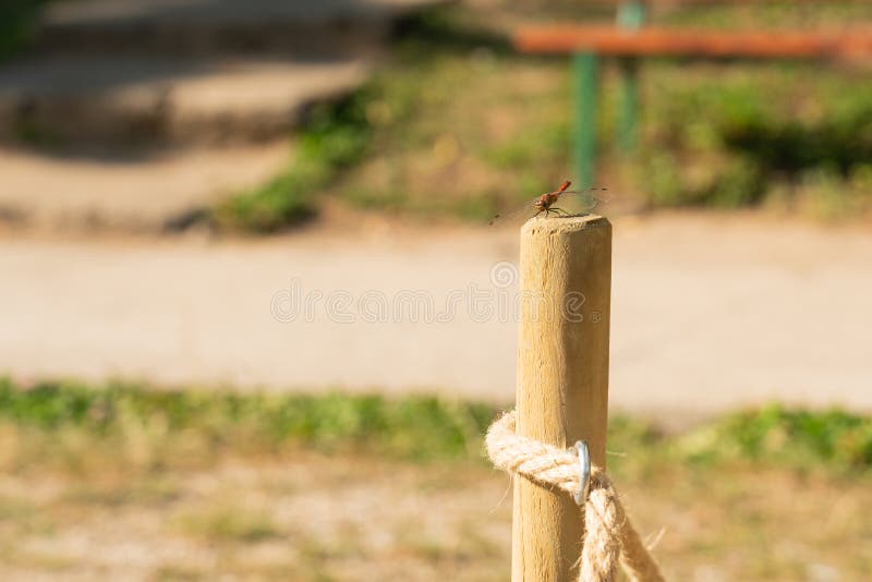 Closeuse de libellule sur pilier en bois avec corde. Closeup de libellule sur pilier en bois avec corde utilisée pour délimiter comme macro d'insecte de la faune rurale