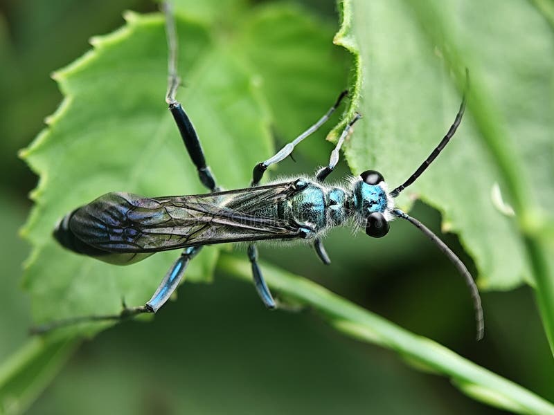 Closeuse étonnante d'un chalybion de dauber bleu boue en Indonésie. photos libres de droits