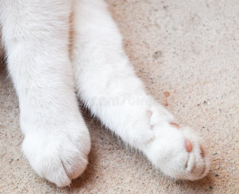 Closup cat paws stock photo. Image of black, paws, hand 73940142