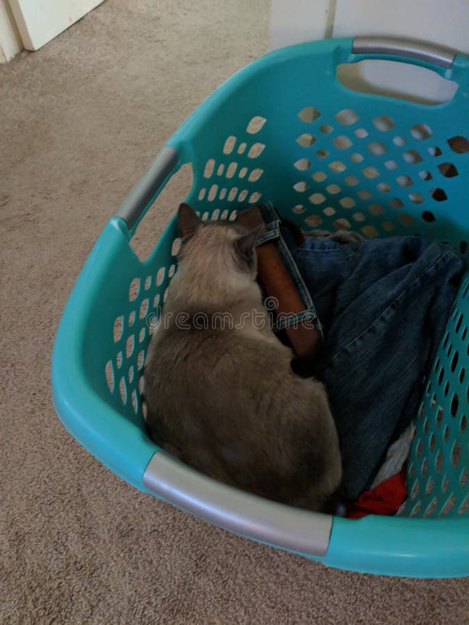 Clothes basket cat stock image Clothes basket cat stock image