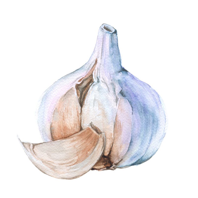 Download Clou De Girofle D'ail D'isolement Sur Un Fond Blanc Illustration D'aquarelle Illustration Stock - Illustration du moisson, ingrédient: 77159817
