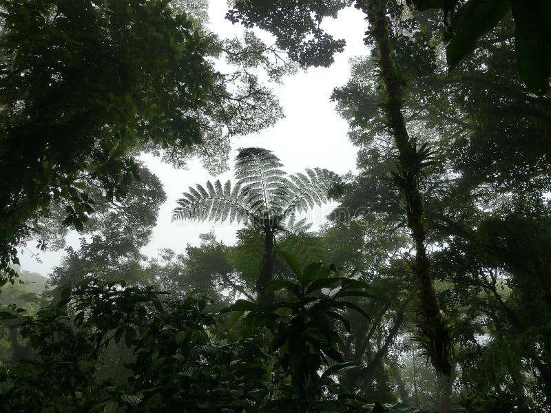 Cloud forest from Monteverde, Costa Rica. Impresseive forest with arboreal ferns and an incredible biodiversity. Cloud forest from Monteverde, Costa Rica. Impresseive forest with arboreal ferns and an incredible biodiversity