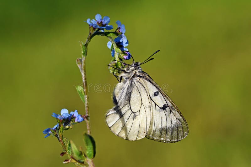 The clouded Apollo butterfly , Parnassius mnemosyne