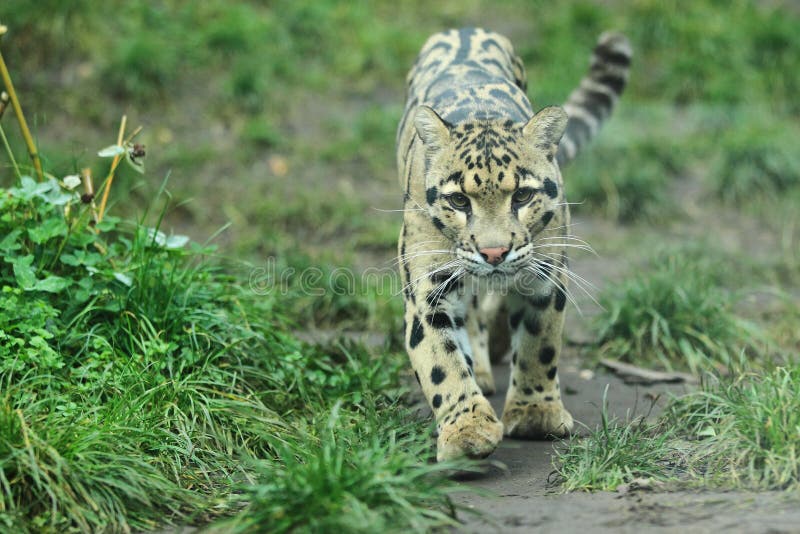 Clouded leopard