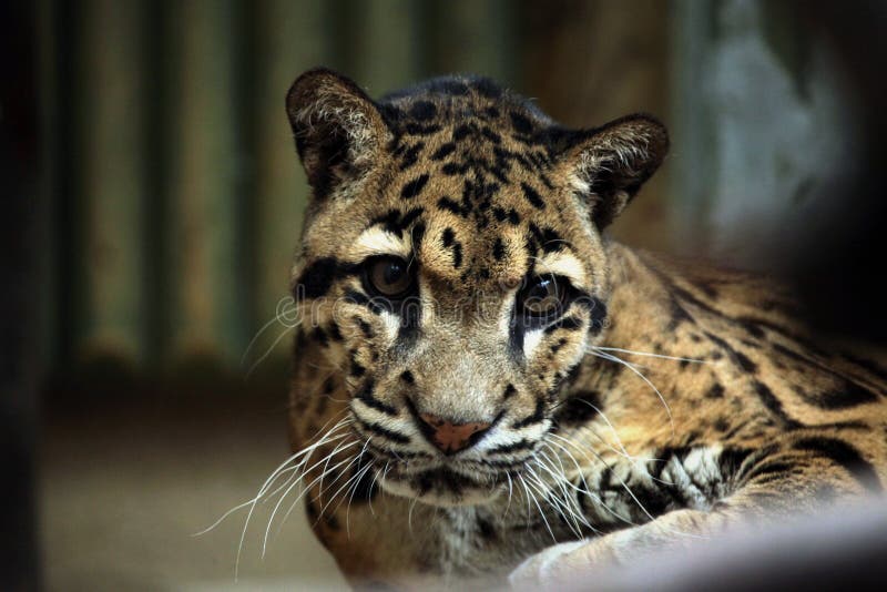 Clouded Leopard (Neofelis Nebulosa). Stock Image - Image of head ...