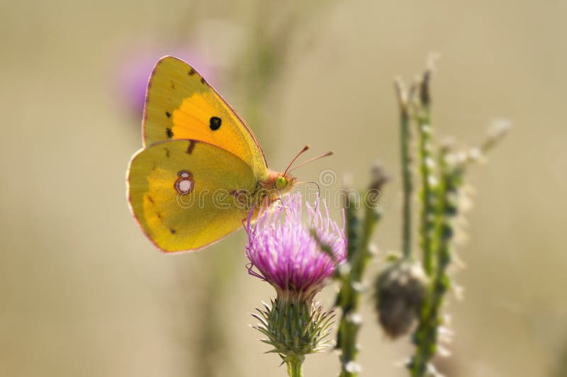 Clouded Sulphur Butterfly on purple thistle