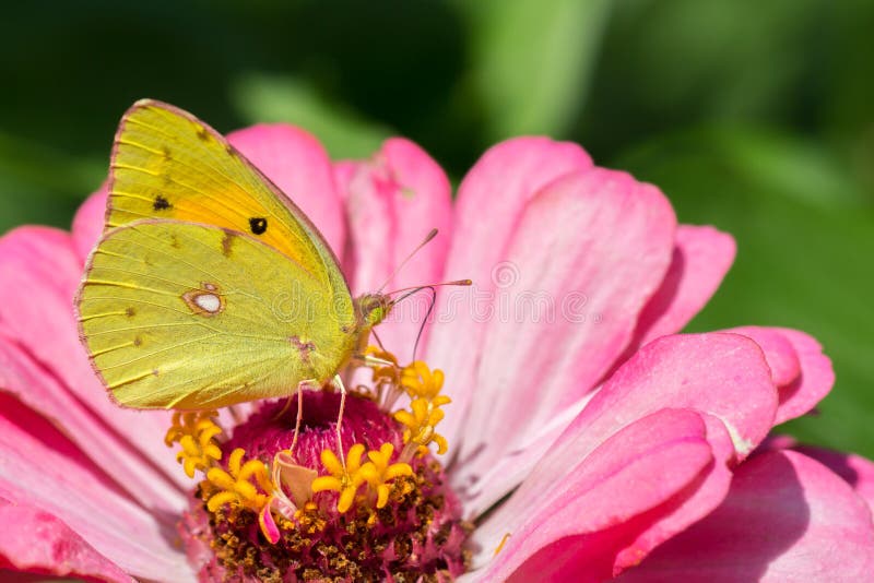 Clouded yellow butterfly